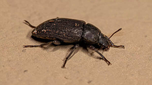 Darkling Beetle