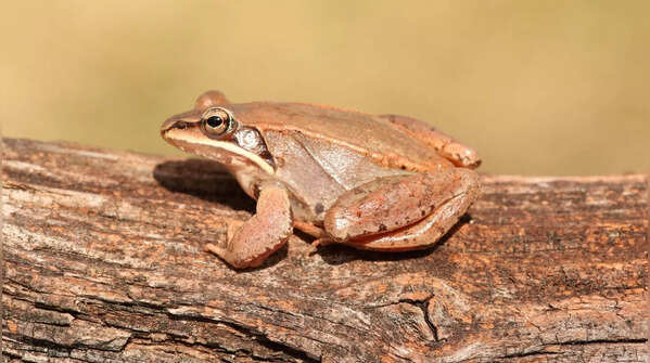 Wood Frog