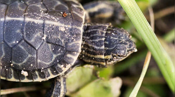Painted Turtle Hatchlings