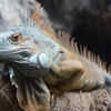 Iguana