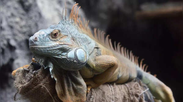 Iguana