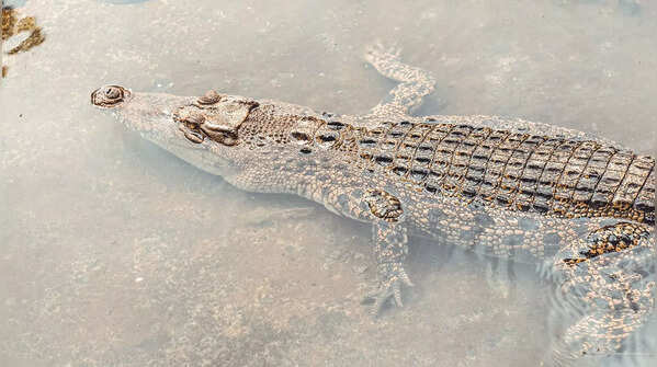 Cold-proof animals that freeze and restart life after winter