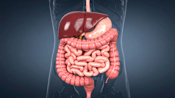 Top gut health foods to add to your diet in 2026