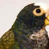 Dusky Pionus (Pionus fuscus)