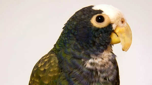 Dusky Pionus (Pionus fuscus)