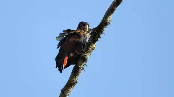 Copper‑Winged Parrot (Pionus chalcopterus)