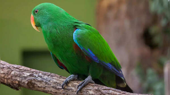 Eclectus Parrot