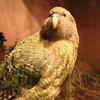 Kākāpō
