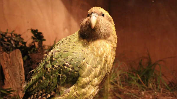 Kākāpō