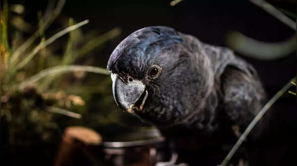 Seychelles Black Parrot