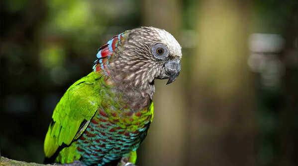 Red‑Fan Parrot (Hawk‑headed Parrot)