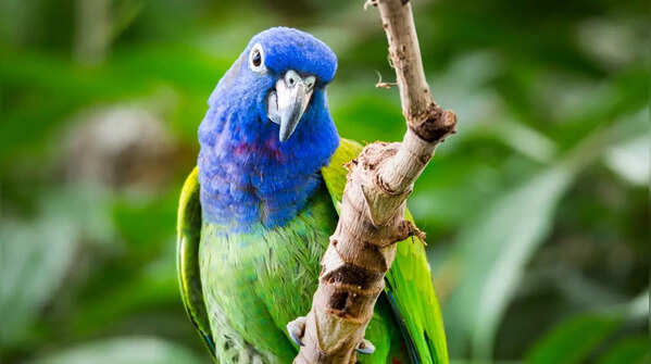 Blue‑Headed Parrot