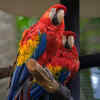 Scarlet Macaw