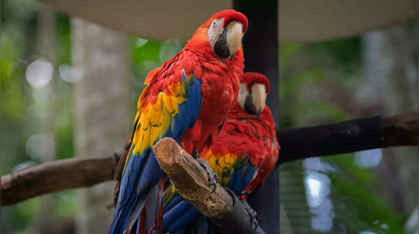 Scarlet Macaw