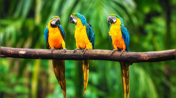 Blue‑and‑Yellow Macaw