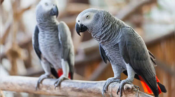 African Grey Parrot