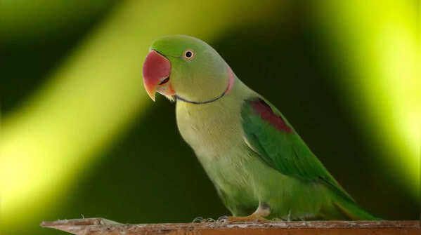 Seychelles Black Parrot to Eclectus Parrot: 10 different types of parrots found across the world