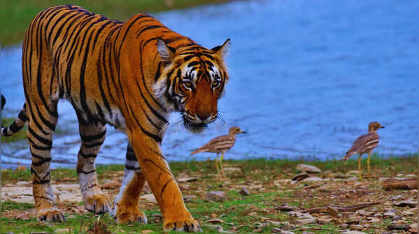 Ranthambore National Park, Rajasthan