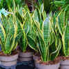 How to get your snake plant to bloom and why this rare flower is considered  lucky | - The Times of India