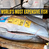 Article image for: This is the world's most expensive fish sold at a whopping ₹29 crore: But why is it so costly