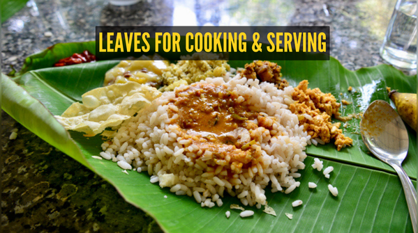 Why leaves are used for cooking and serving