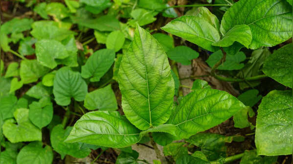 Fig Leaf