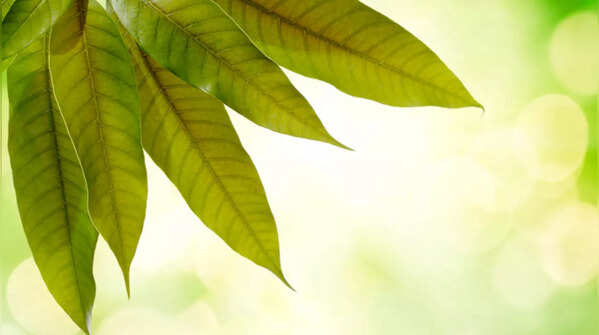 Mango Leaf