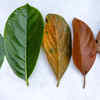 Jackfruit Leaf