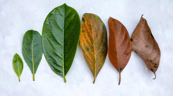 Jackfruit Leaf