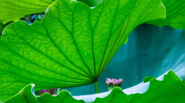 Lotus Leaf