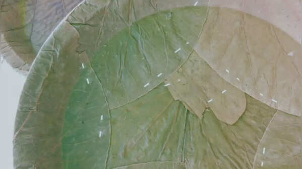 Sal and Teak leaf