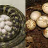 Article image for: Snake eggs vs lizard eggs: Key differences in size, shape, colour, and texture for identification, and safety