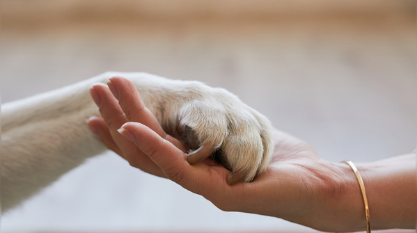 Animals, children, or strangers gravitate toward you