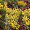 Kalanchoe longiflora