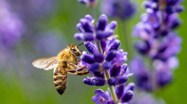 Bees with a banana-like warning