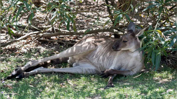 Kangaroos that smell like curry