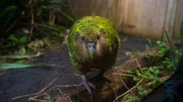 A parrot with a honey-like aroma