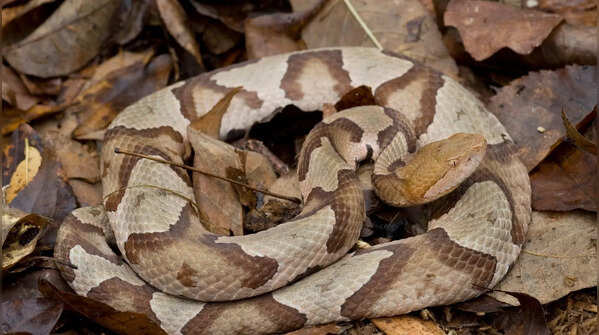 The snake that gives a cucumber scent