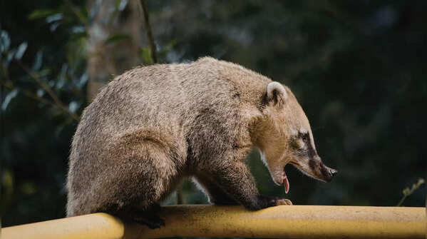 The popcorn-smelling forest dweller