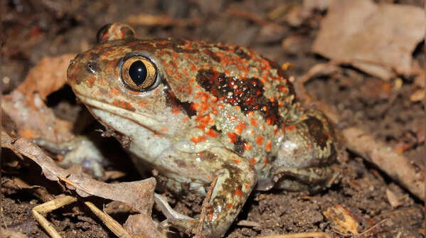 The toad with a peanut butter-like smell