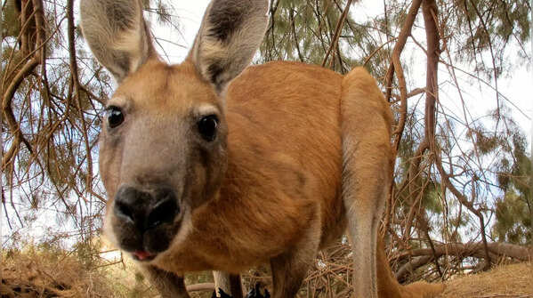 6 animals that surprisingly smell like food