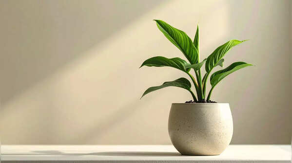 Peace Lily (Spathiphyllum)