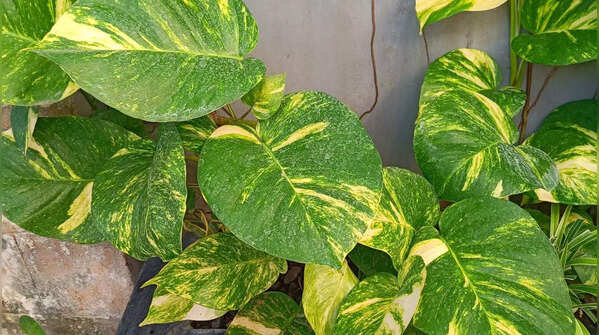 Money Plant (Pothos)
