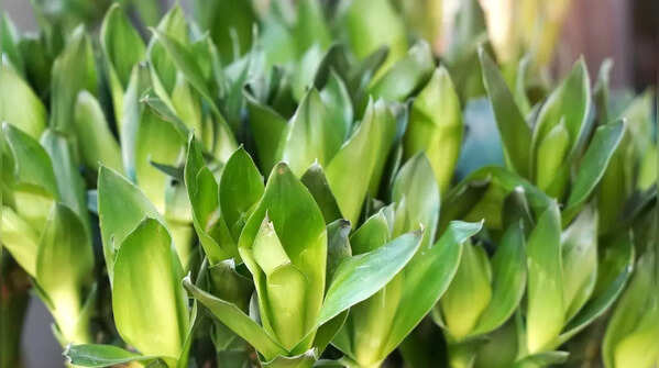 8 plants that bring calm, luck, and positive energy to your home