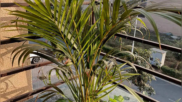 Areca Palm