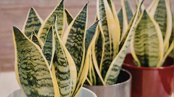 Snake Plant (Sansevieria)