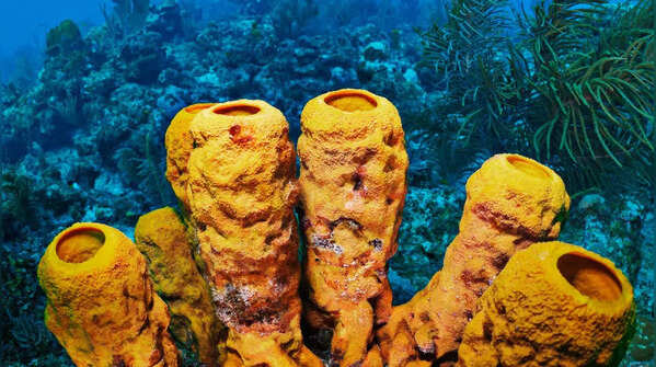 Sea Sponges