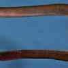 Hagfish