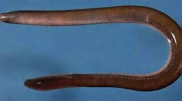 Hagfish