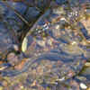 Lampreys